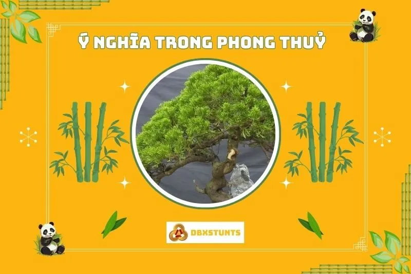 Ý nghĩa phong thuỷ của cây tùng bách