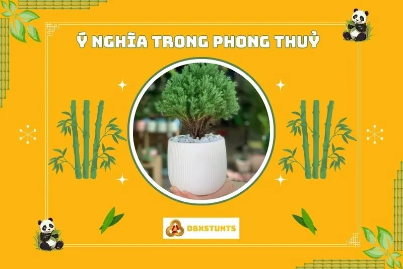 Ý Nghĩa Phong Thuỷ Của Cây Tùng Bồng Lai