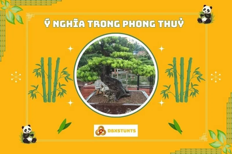 Ý nghĩa phong thủy của cây tùng la hán
