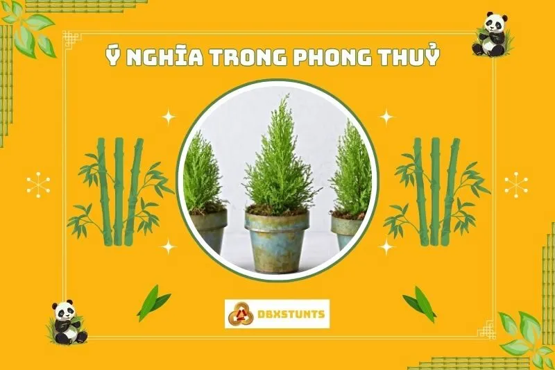 Ý nghĩa phong thuỷ của cây tùng thơm