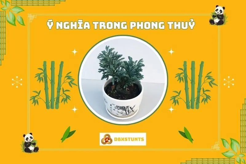 Ý nghĩa phong thủy của cây tuyết tùng
