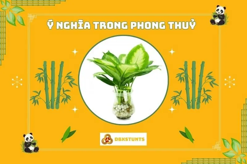 Ý nghĩa phong thủy của cây vạn niên thanh