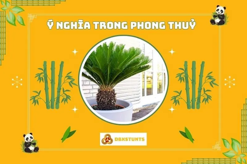Ý nghĩa của cây vạn tuế trong phong thủy
