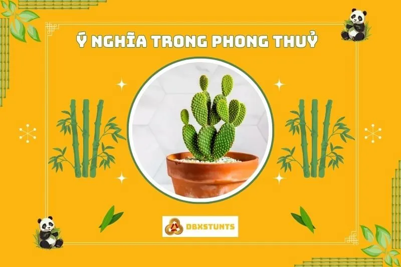 Ý nghĩa của cây xương rồng phong thủy