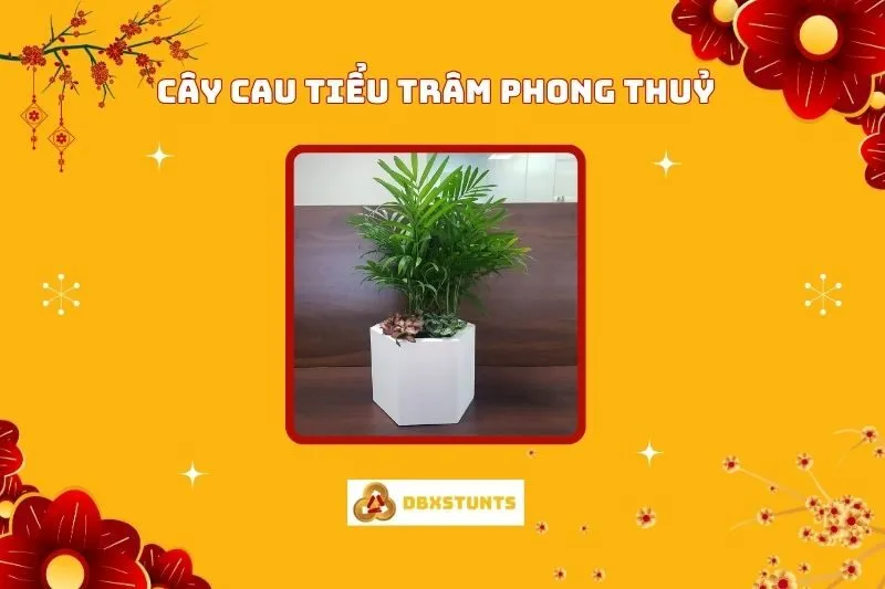 Ý nghĩa và cách bài trí cây cau tiểu trâm phong thủy