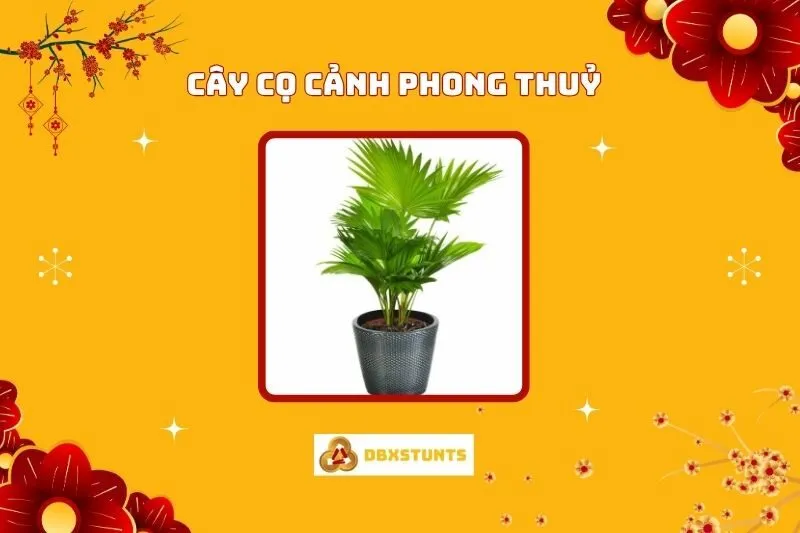 Ý nghĩa và Cách Bài Trí Cây Cọ Cảnh Phong Thủy Tại Nhà