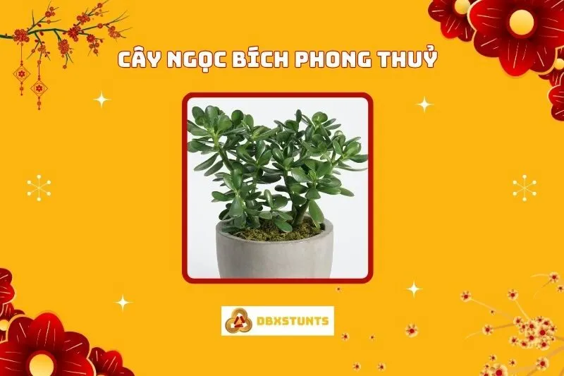 Ý Nghĩa Và Cách Bài Trí Cây Ngọc Bích Phong Thủy Thu Hút Tài Lộc
