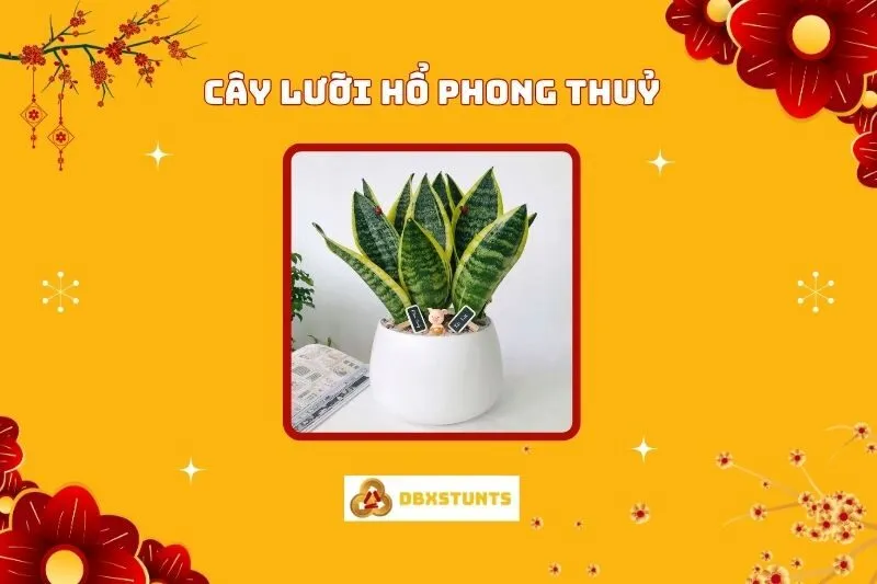 Ý nghĩa và Cách Bố Trí Cây Lưỡi Hổ Phong Thuỷ Hợp Mệnh