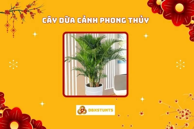 Ý Nghĩa Và Cách Chăm Sóc Cây Dừa Cảnh Phong Thuỷ