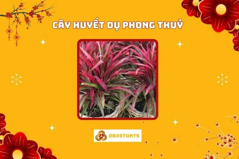 Ý Nghĩa Và Cách Chăm Sóc Cây Huyết Dụ Phong Thủy Tại Nhà