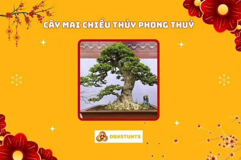 Ý nghĩa và Cách Chăm Sóc Cây Mai Chiếu Thủy Phong Thủy