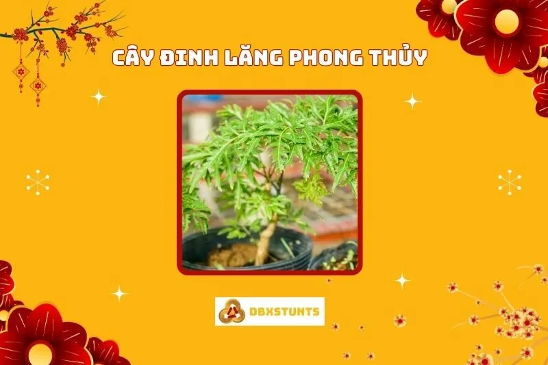 Ý Nghĩa Và Cách Trồng Cây Đinh Lăng Phong Thủy Cho Mọi Mệnh