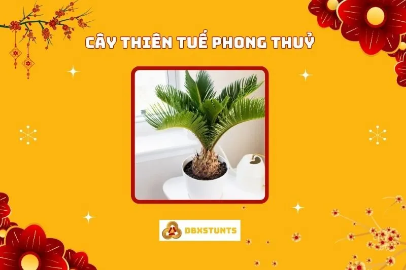Ý nghĩa và Cách Trồng Cây Thiên Tuế Phong Thủy Hợp Mệnh